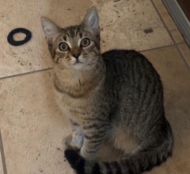 Photo of Poppy Purrsome