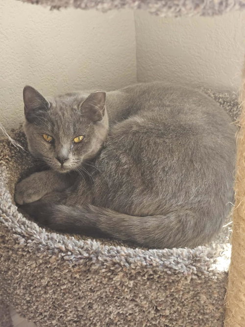 Sirena Jimenez, Baby Domestic Short Hair / Russian Blue / Mixed, cat for adoption in Apache Junction, Arizona