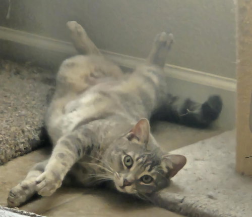 Sirena Jimenez, Young Domestic Short Hair / Russian Blue / Mixed, cat for adoption in Buckeye, Arizona