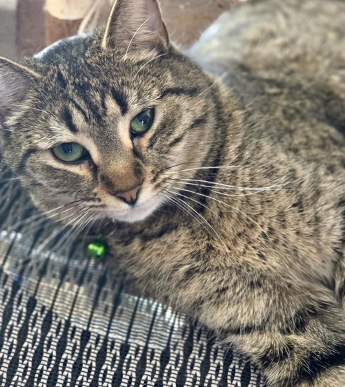 Stevie Nicks Honeybun, Adult Domestic Short Hair / Tabby / Mixed, cat for adoption in Apache Junction, Arizona