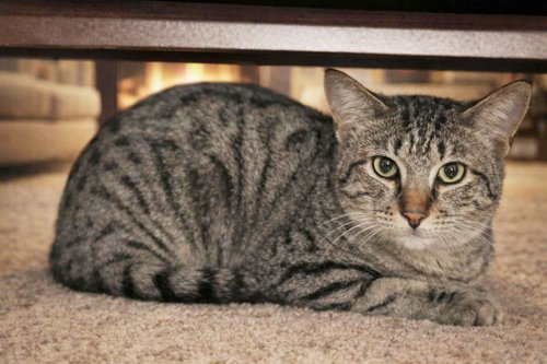 picture of the cat needing adoption