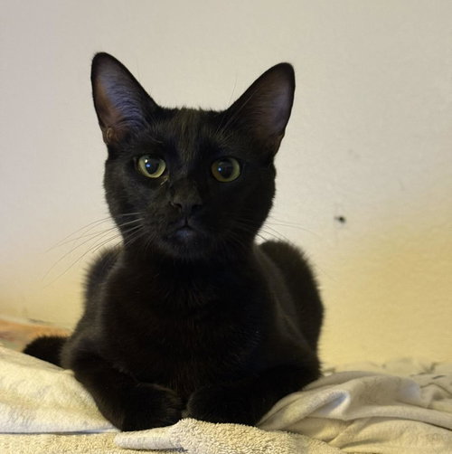 Runner Sol, an adoptable Domestic Short Hair in Chandler, AZ