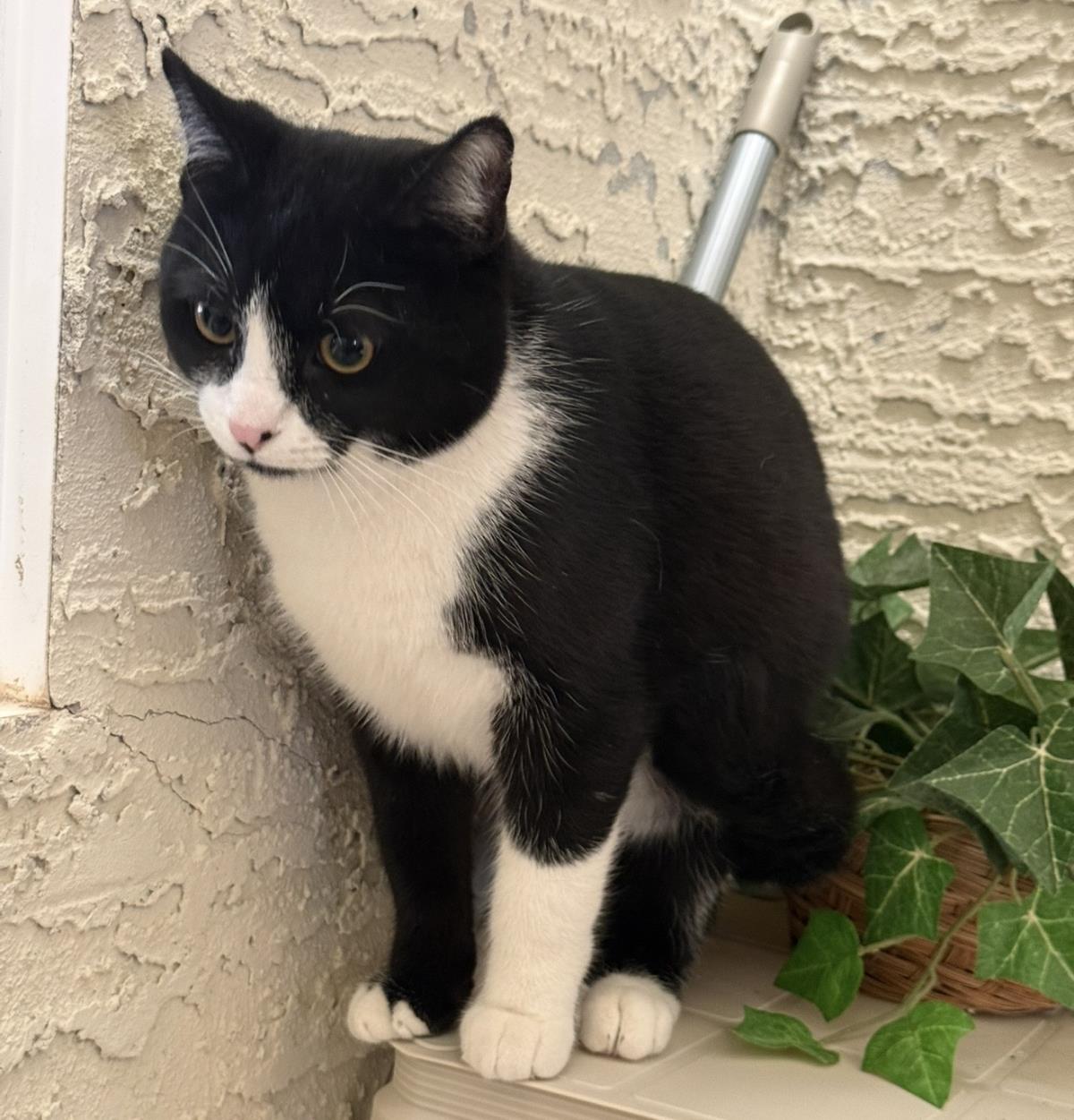 Photo of Tux Mcfluff