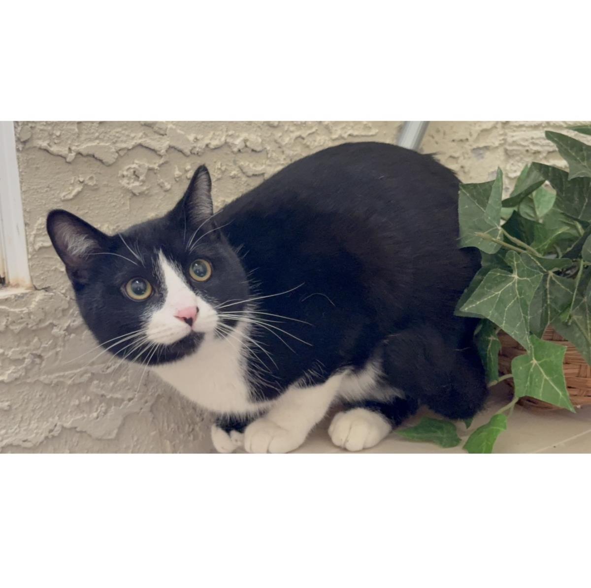 Photo of Tux Mcfluff