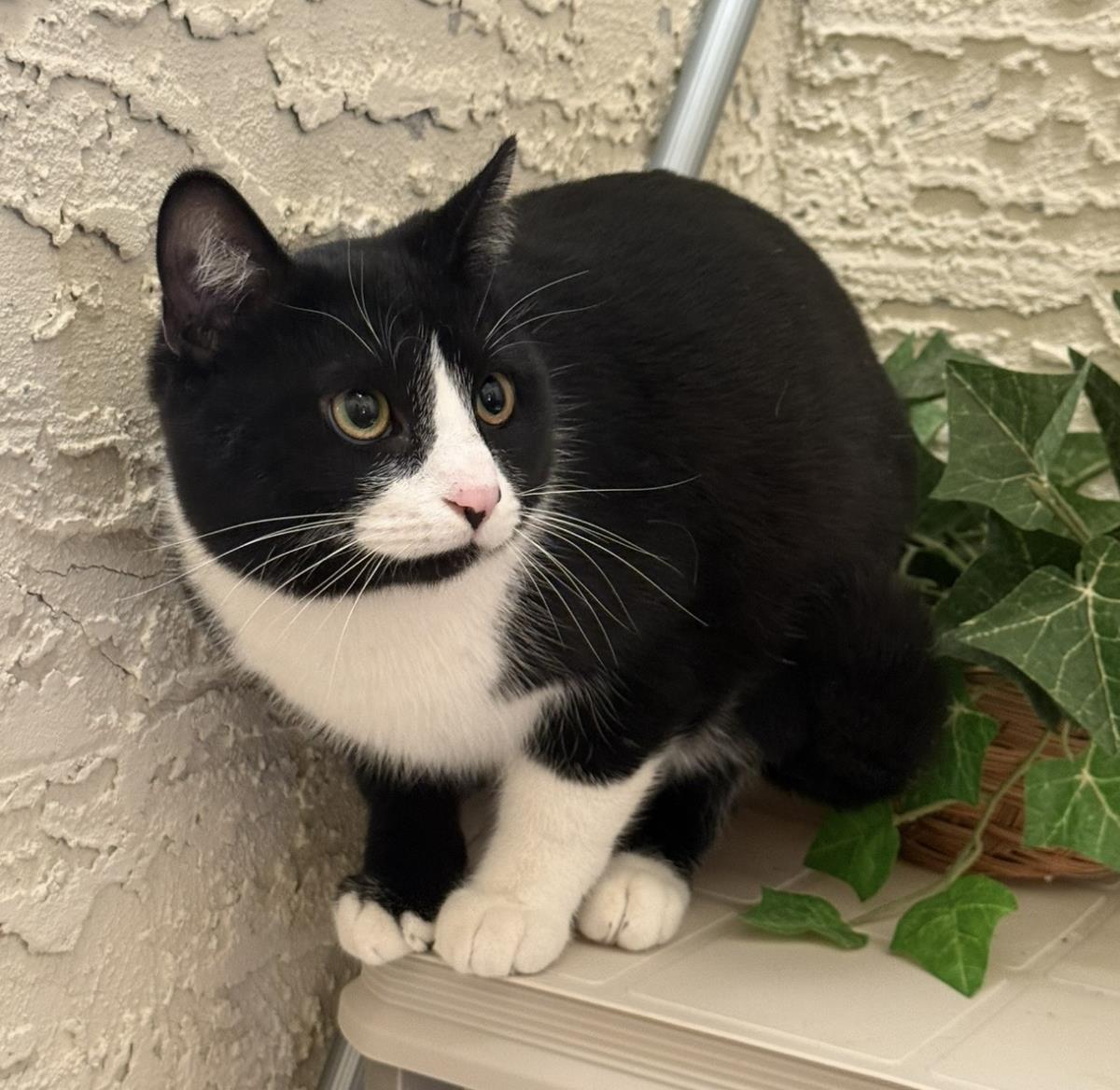 Photo of Tux Mcfluff