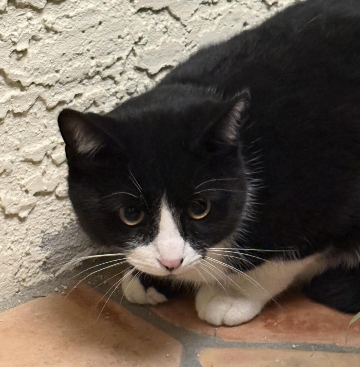 Photo of Tux Mcfluff