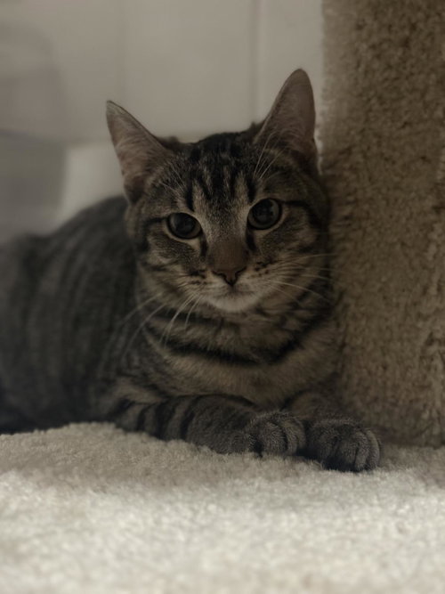 picture of the cat needing adoption