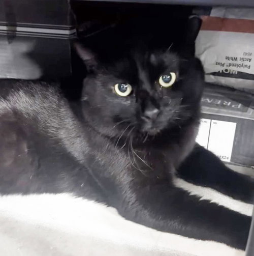 Midnight Stars, an adoptable Domestic Short Hair in Chandler, AZ