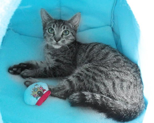 Theodore Chipmunk, an adoptable Domestic Short Hair in Chandler, AZ