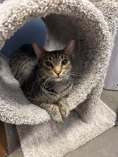 THEODORE CHIPMUNK - Domestic Short Hair available for adoption