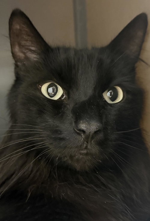picture of the cat needing adoption