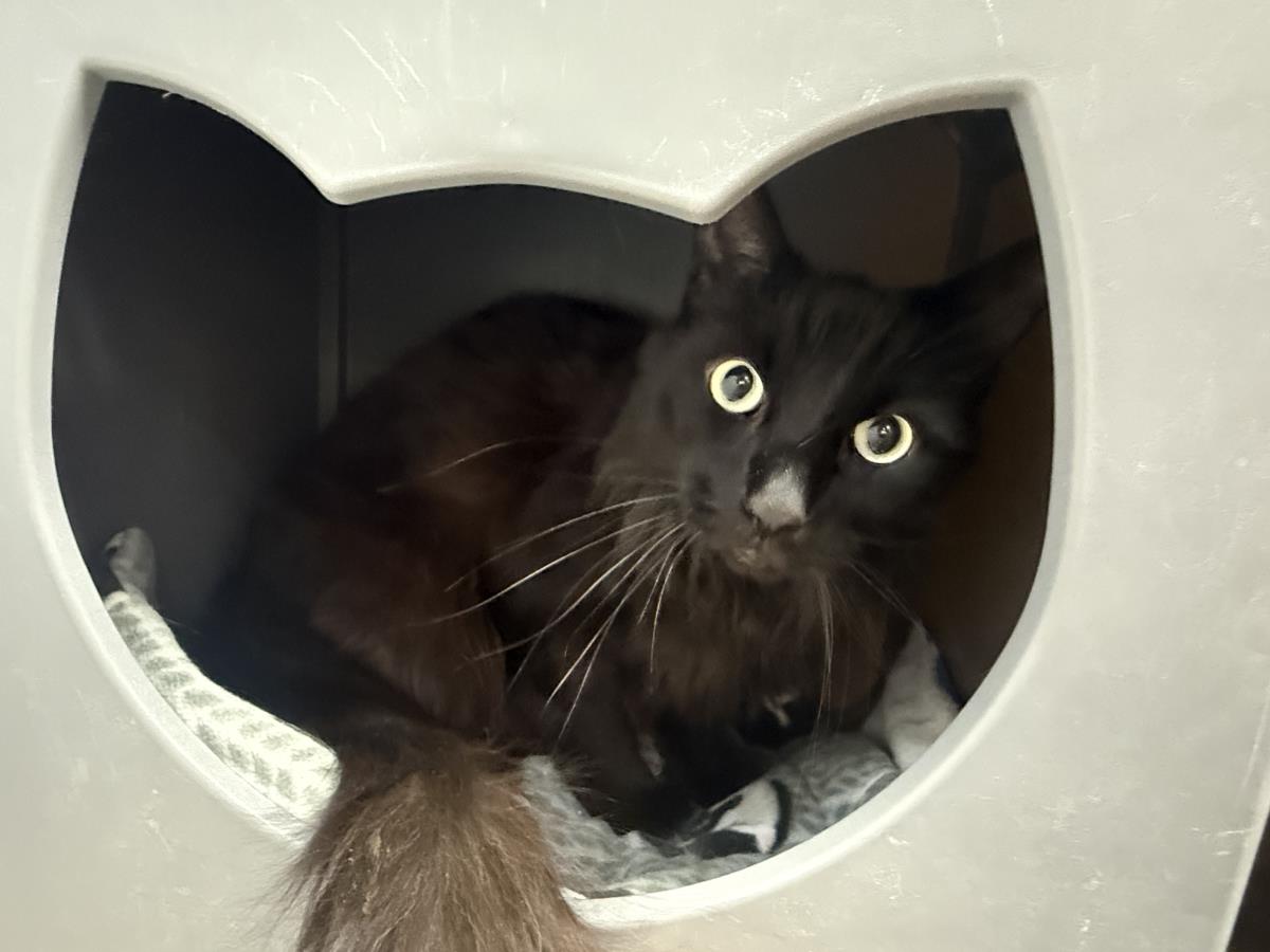 Photo of Big Tail Peters