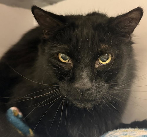 Buddy Peters, an adoptable Domestic Long Hair in Chandler, AZ