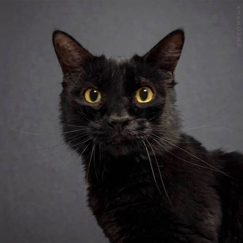 Buddy Peters, Adult Domestic Long Hair / Mixed, cat for adoption in Apache Junction, Arizona