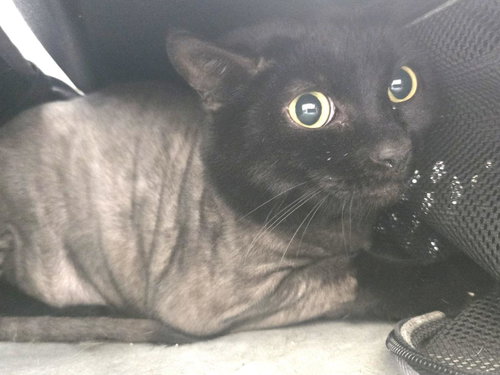 PRECIOUS PETERS - Domestic Short Hair available for adoption
