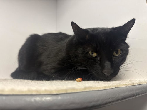 Sheba Peters, an adoptable Domestic Short Hair in Chandler, AZ