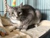 Luna Ironwood - Photo 2