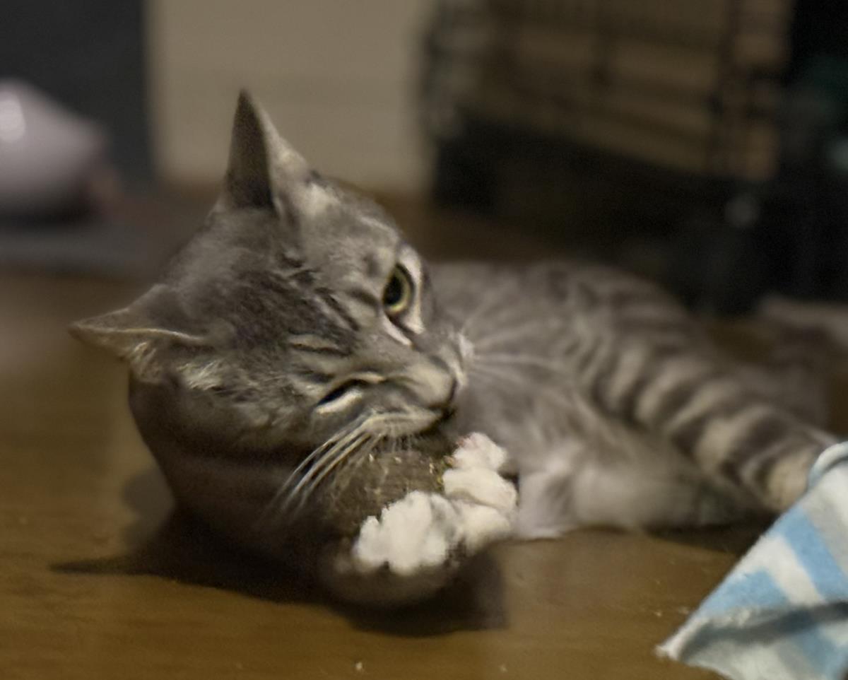 Photo of Luna Ironwood