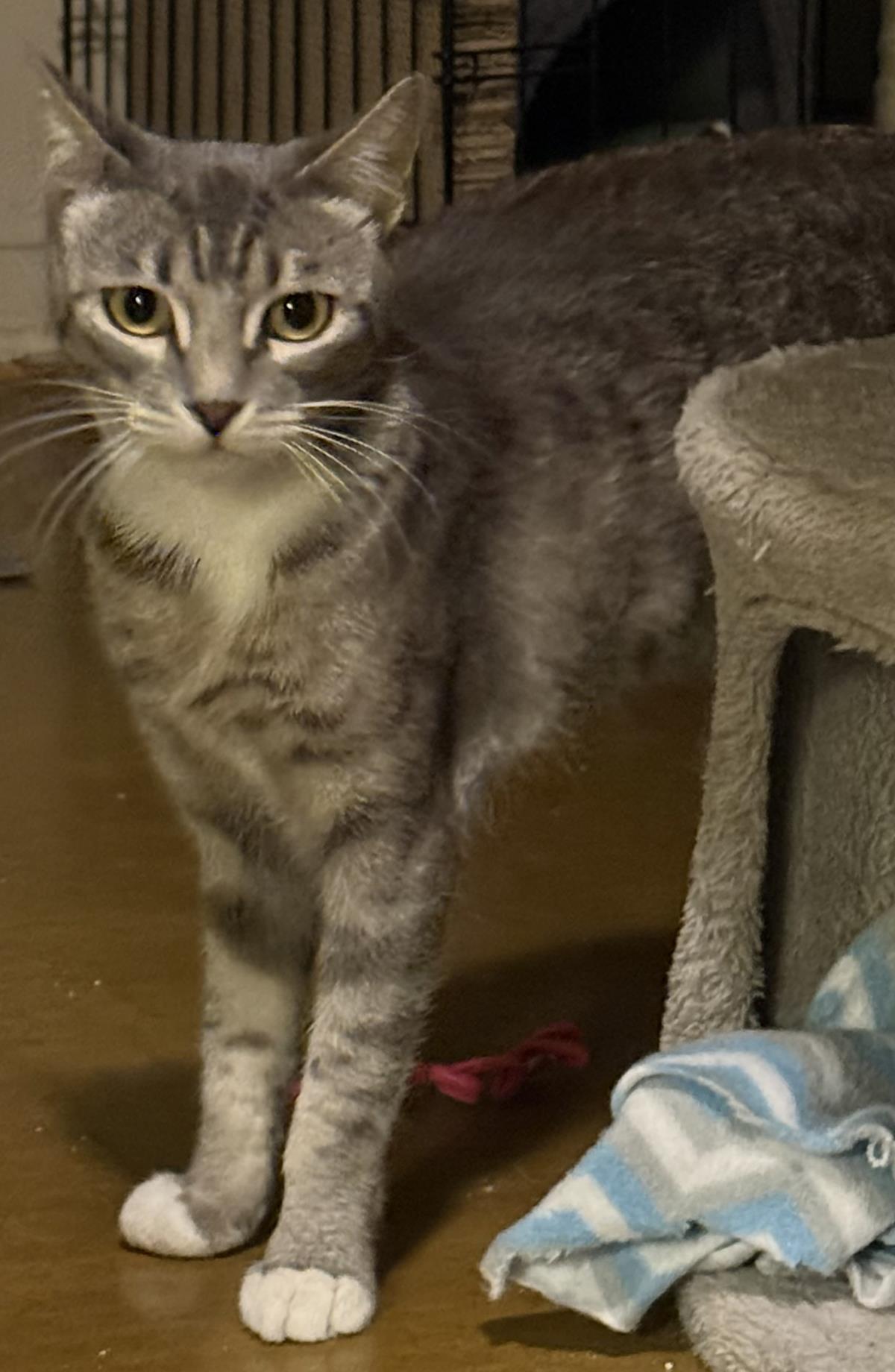 Photo of Luna Ironwood