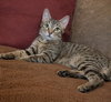 Gendino Giovane - Photo 1
