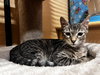 Gendino Giovane - Photo 4