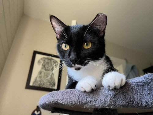 Becky Biscuits, an adoptable Domestic Short Hair in Chandler, AZ