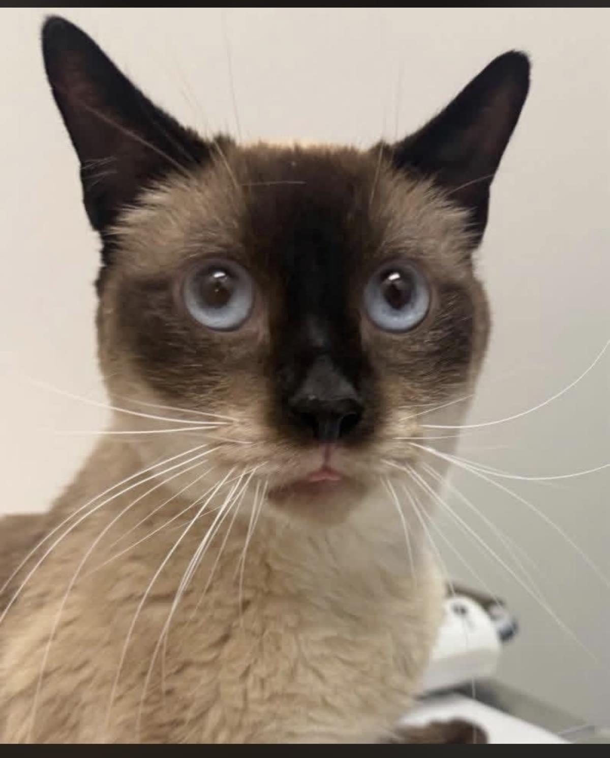 Photo of Sammy Lewhiskers