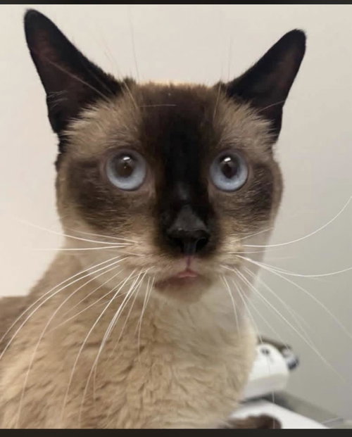 Sammy Lewhiskers, an adoptable Siamese in Chandler, AZ