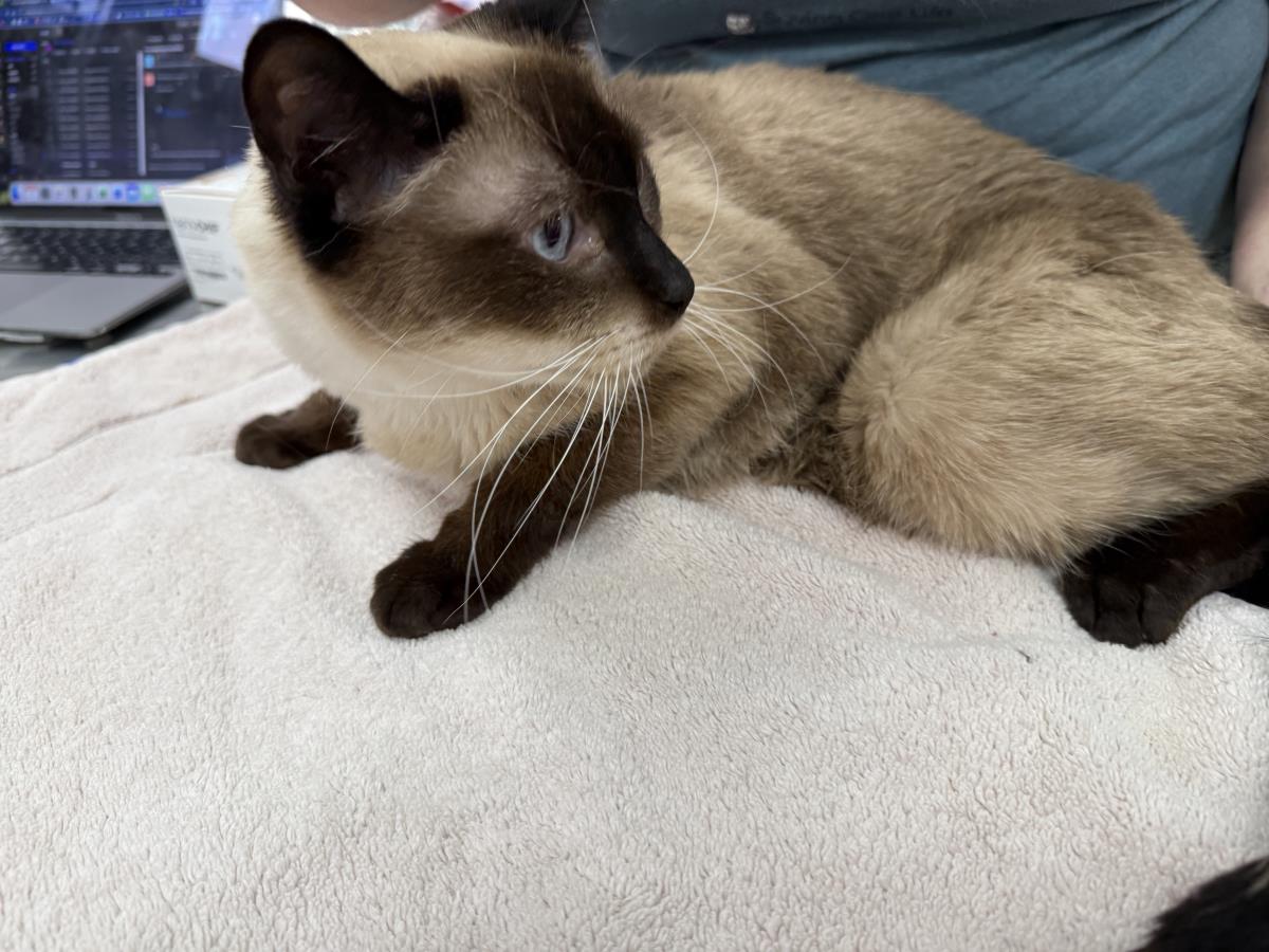 Photo of Sammy Lewhiskers