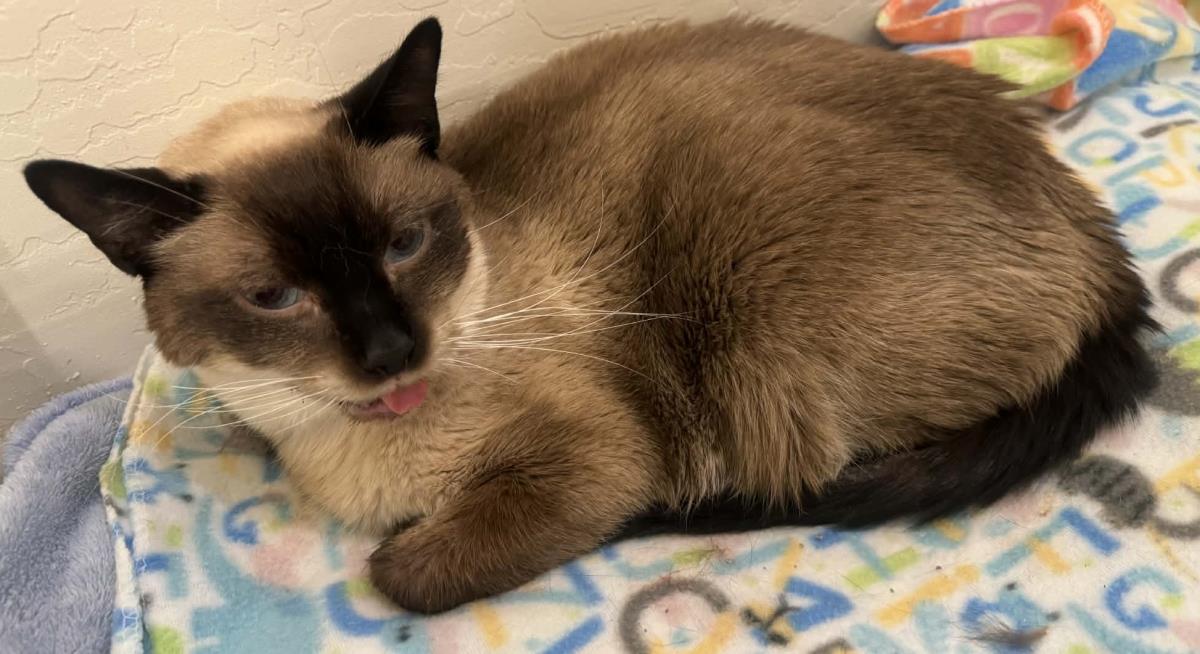 Photo of Sammy Lewhiskers