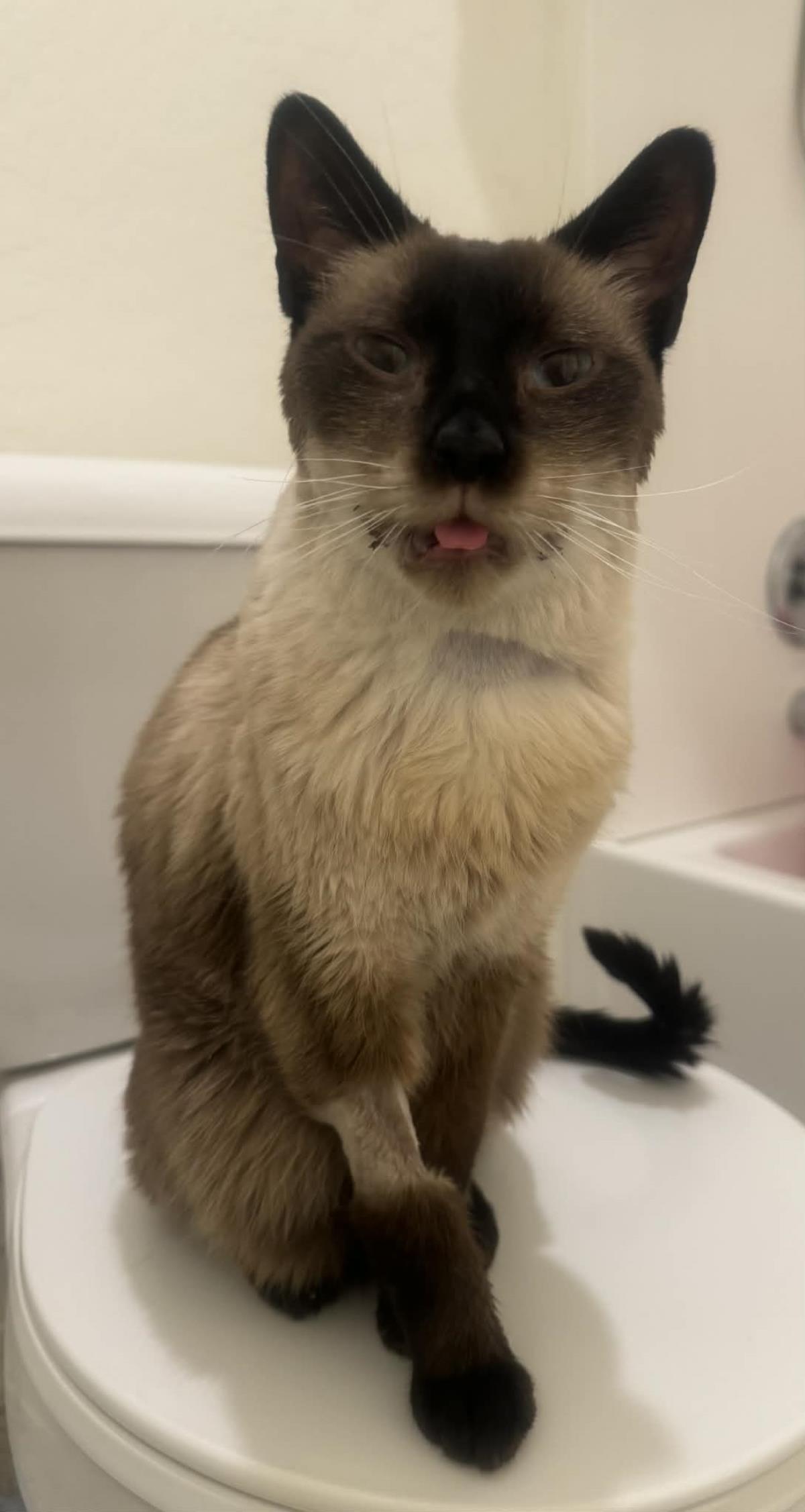 Photo of Sammy Lewhiskers