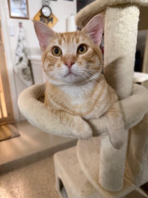 Photo of Cheeto Love Heart