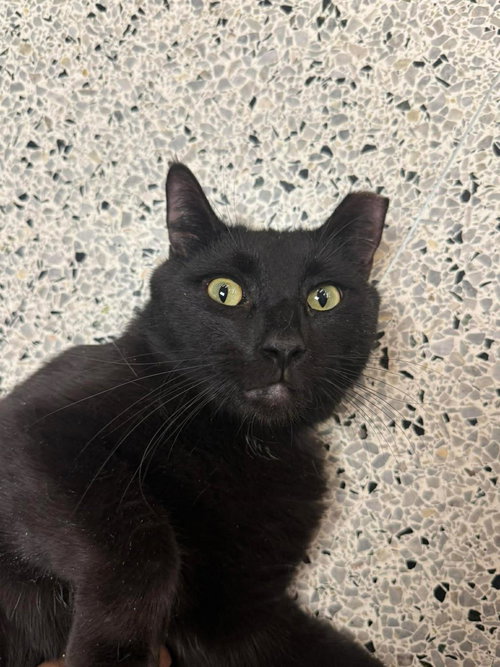 Sloan Park, an adoptable Domestic Short Hair in Chandler, AZ