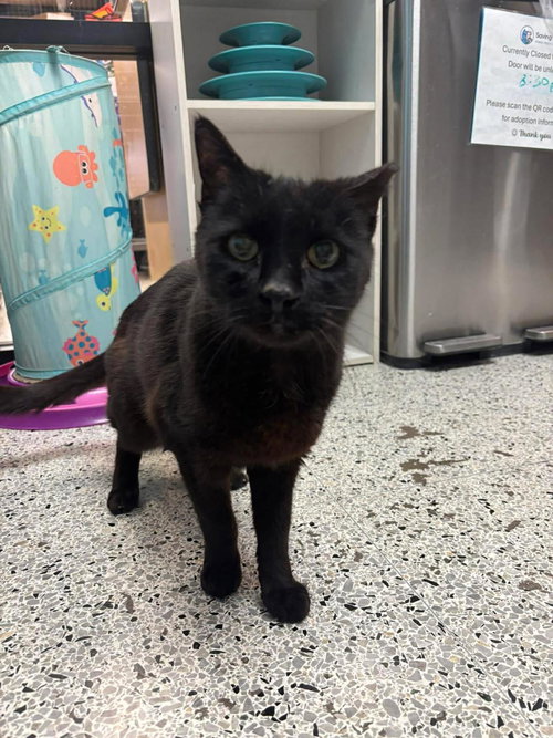 GEORGIE PARK - Domestic Short Hair available for adoption