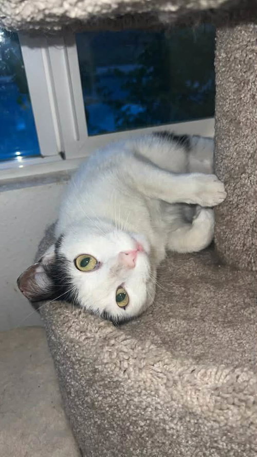 EMILIA PARK - Domestic Short Hair available for adoption