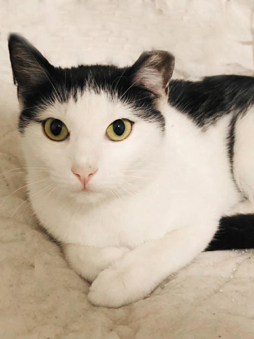 EMILIA PARK - Domestic Short Hair available for adoption