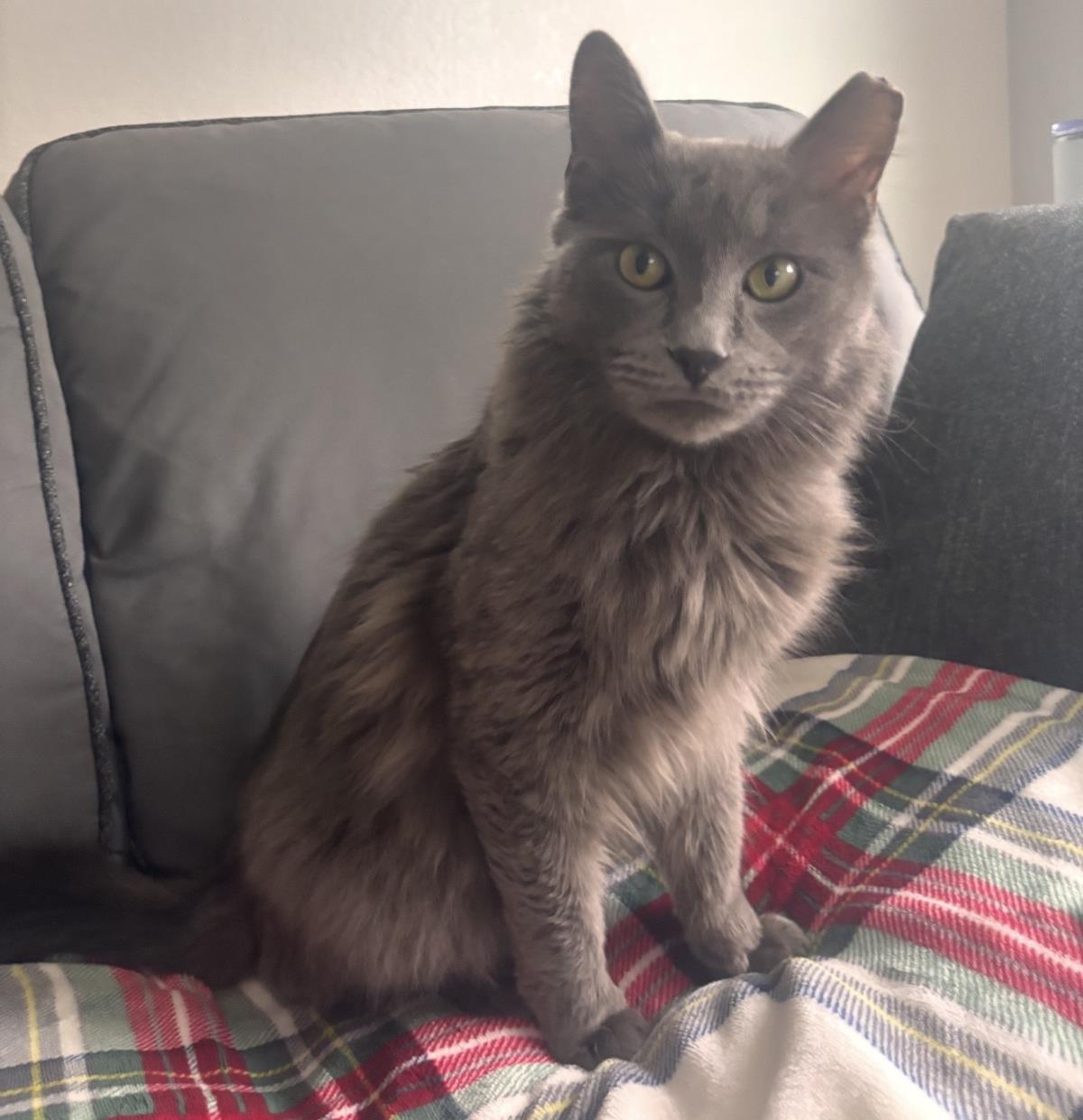 Photo of Crown Meowal