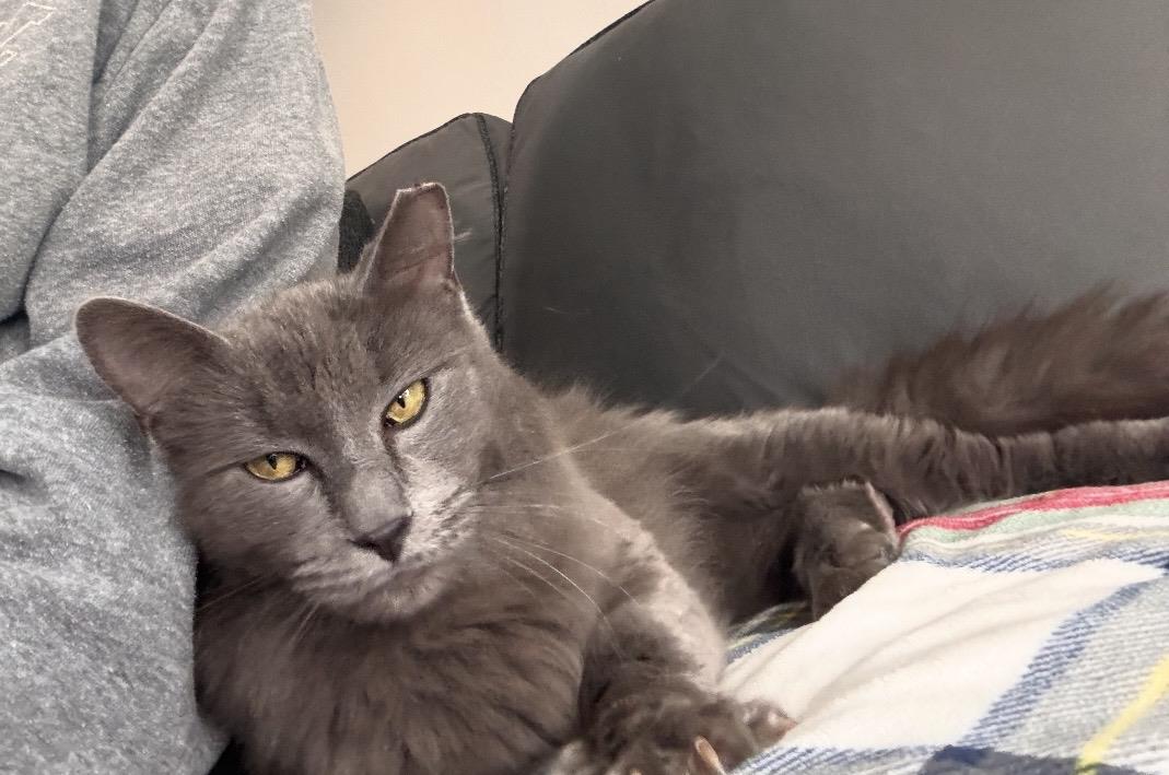 Photo of Crown Meowal