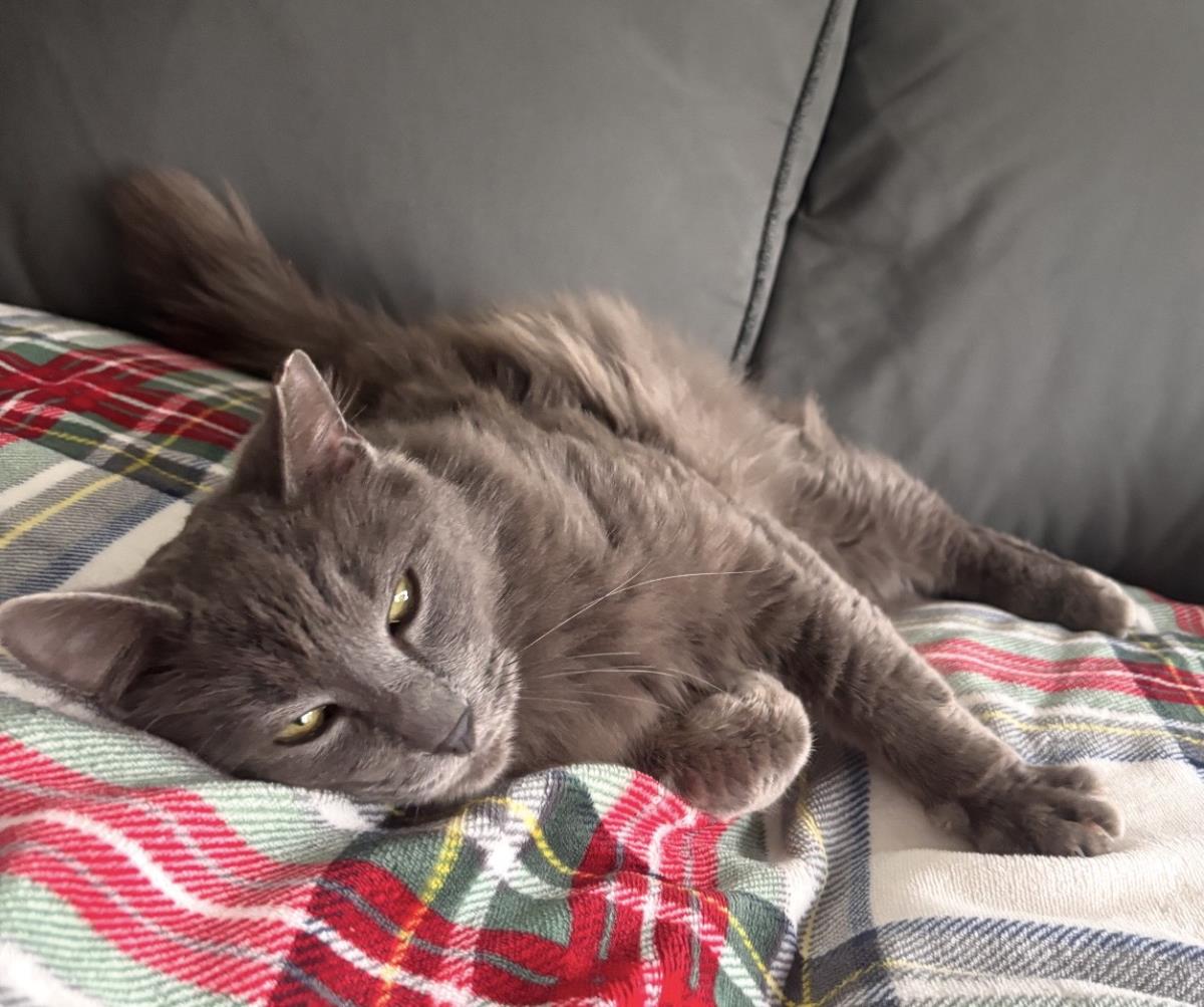 Photo of Crown Meowal