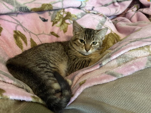 MAGGIE MAY - Domestic Short Hair / Tabby available for adoption