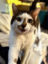 Poseidon Maximus Aka Pi - Photo 1