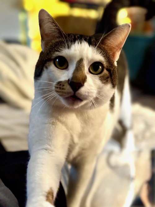 Poseidon Maximus Aka Pi, an adoptable Domestic Short Hair in Chandler, AZ