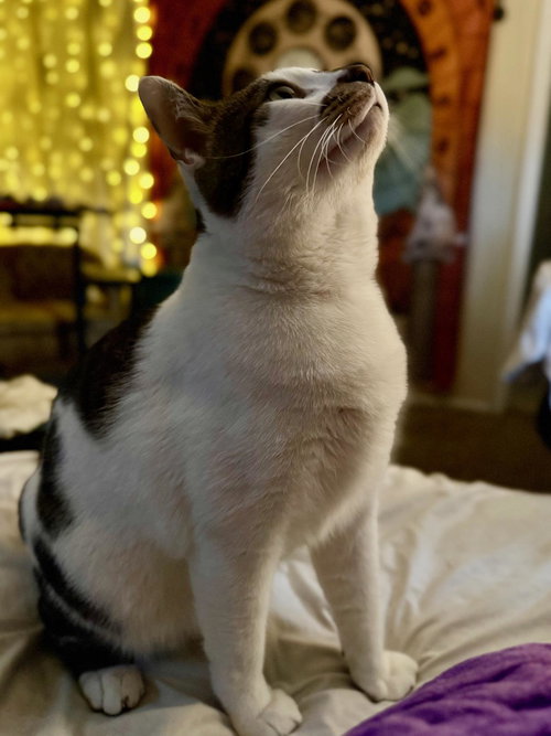 POSEIDON MAXIMUS AKA PI - Domestic Short Hair available for adoption