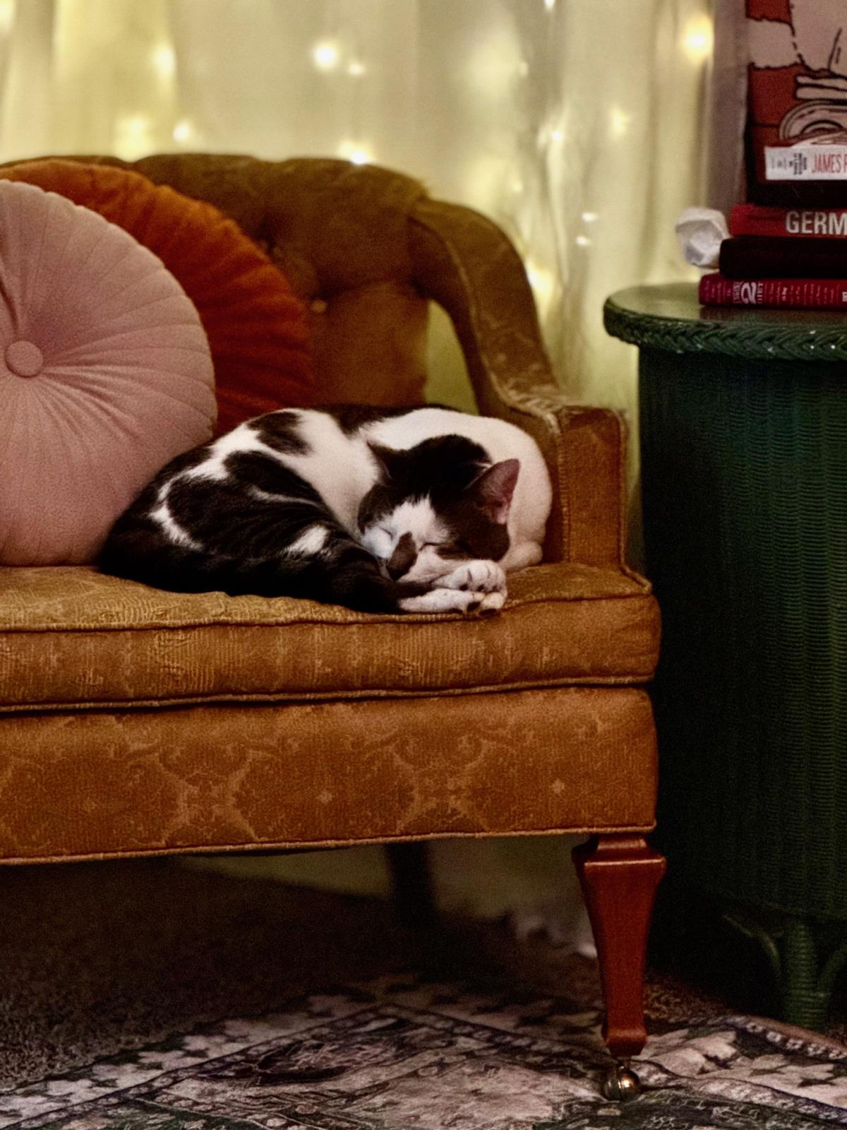 Photo of Poseidon Maximus Aka Pi