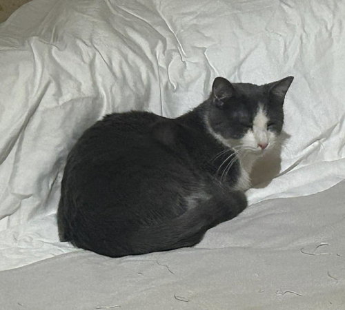 Biff Obispo Bonded Sabine Obispo, Adult Domestic Short Hair / Mixed, cat for adoption in Apache Junction, Arizona