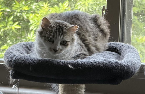 Bella Sunshine, an adoptable Domestic Medium Hair in Chandler, AZ