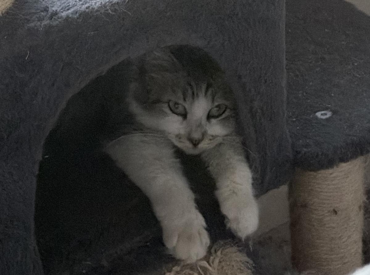 Photo of Bella Sunshine
