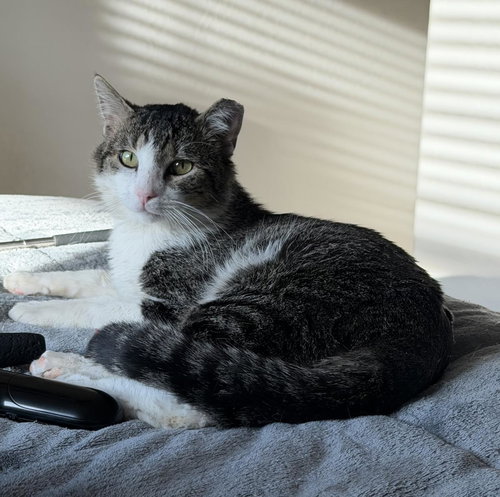 Peter Parker, an adoptable Domestic Short Hair in Chandler, AZ