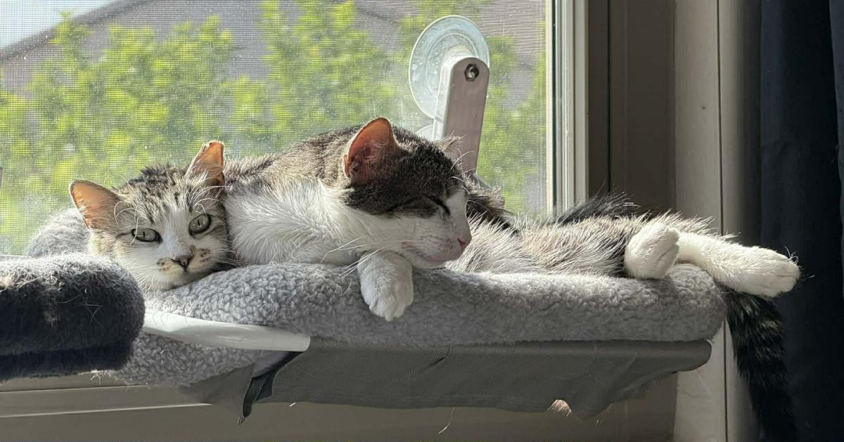 Photo of Peter Parker Bonded To Bella Sunshine