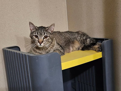 Cj Bella Grace, an adoptable Domestic Short Hair in Chandler, AZ
